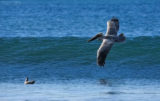 Бурый пеликан (Pelecanus occidentalis), парящий над волной.