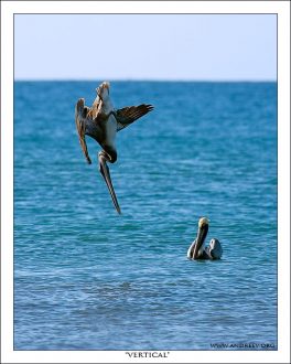 "Вертикаль" Пеликан в виде метательного копья, нацеленный на рыбу. Сейчас воткнется :) Охота увенчалась успехом.