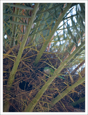 Гнездо попугая на пальме. Parc Güell.