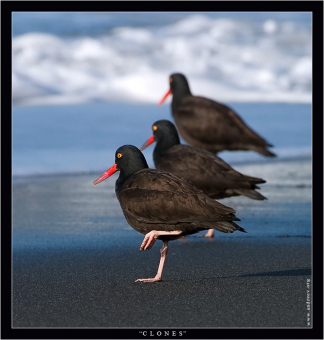 "Клоны" Птицы под интересным названием Black Oystercatcher (дословно Черный устрицелов), а более литературно - Кулик-сорока Черный, выстроились в ряд, и попробуй их отличить друг от друга. Встречаются только на западном побережье Северной Америки от Калифорнийского п-ова на юге до о. Киска, Алеутские о-ва на северо-западе.