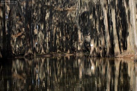Кипарисовая абстракция.