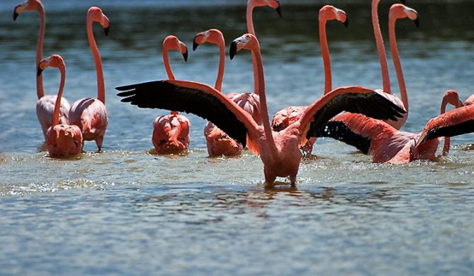 Фламинго принимают ванну путем взбивания воды крыльями.