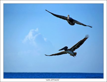 Атака двух пеликанов с воздуха.