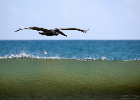 Бурый пеликан в слоистом экстерьере.
