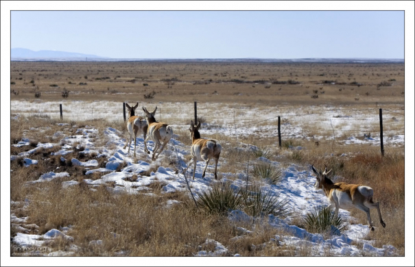 Семейство вилорогов на обочине сельской дороги.