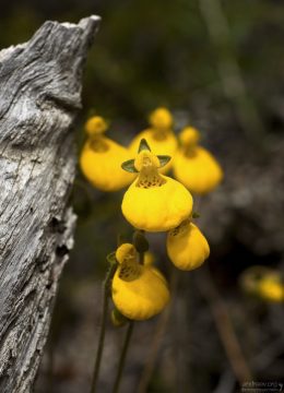 Кальцеолярия: цветочек-мешочек (Calceolaria biflora).