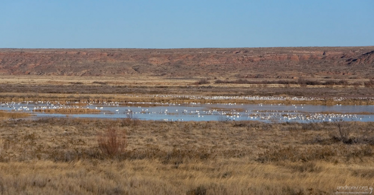 Птичья колония в заповеднике Bitter Lake National Wildlife Refuge.