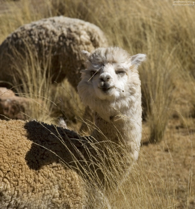 Довольная альпака.