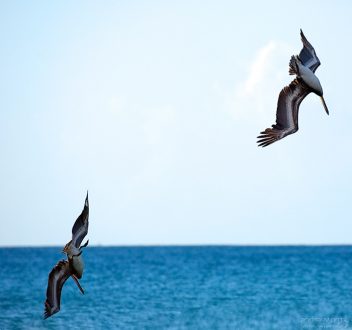 Синхронные ныряльщики.