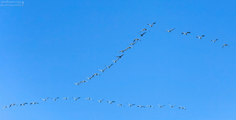 Утренняя разминка. Заповедник Bitter Lake National Wildlife Refuge.