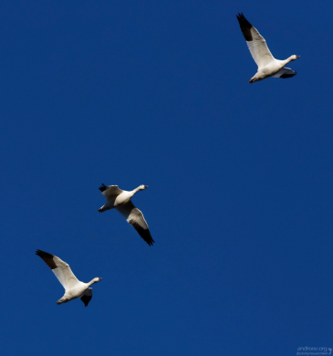 Белые снежные гуси - один из 270 видов птиц, обитающих в заповеднике Bitter Lake National Wildlife Refuge.