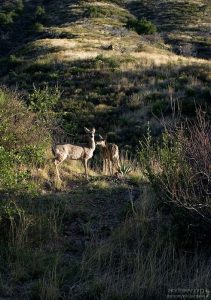 Олени на обочине дороги.
