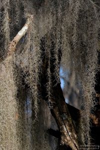 Завитки испанского мха.