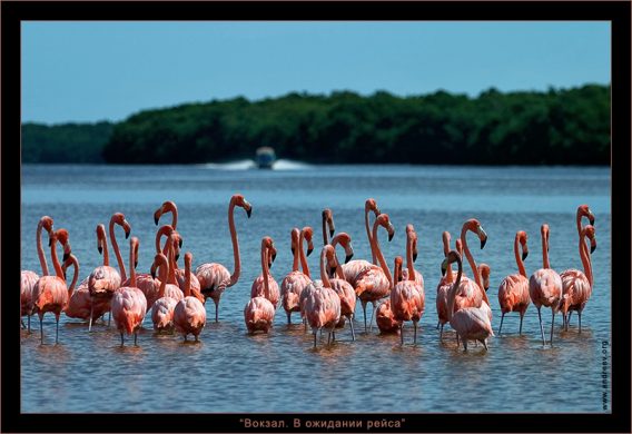 Фламинго собрались эмигрировать из родного озера в далекие края. Ждут попутки.