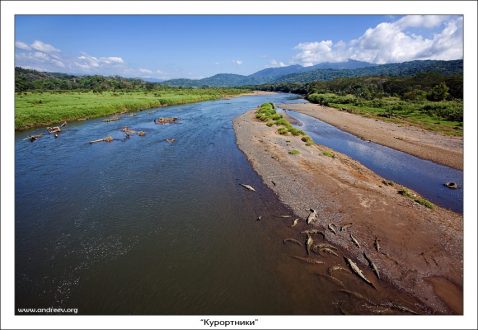 Крокодилы греются на отмели в реке Rio Grande de Tarcoles. Из словаря Ожегова: "Курортник" - человек, лечащийся, отдахающий на курорте. По ним и видно...