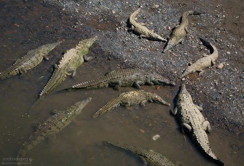 Семейство Американских крокодилов (Crocodylus acutus) на отмели реки Taracoles. Национальный парк Карара.