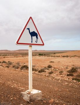 Знак, предупреждающий о появлении верблюдов в марокканской хаммаде (каменистой пустыне).