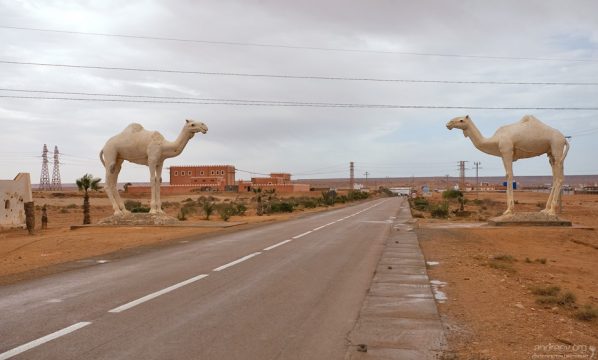 Целующиеся верблюды на въезде в Тан-Тан. (The Kissing Camels Of Tan-Tan).