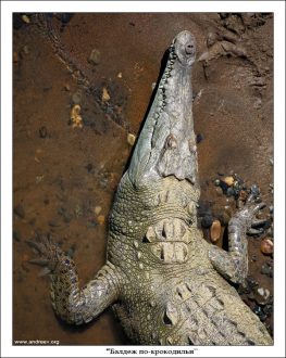 Один из курортников с предыдущей фотографии. Разлегся и в ус не дует.