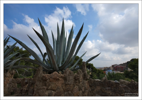 Агавы, высаженные на верхнем уровне Аллеи фермера. Парк Гуэля.