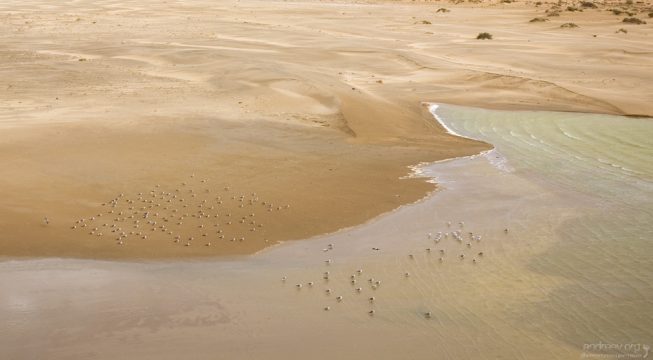 Одна из прибрежных лагун с птицами.