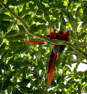 Ары притаились над тропой в национальном парке Карара.