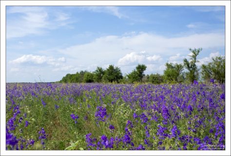 Заросли полевой Сокирки (Consolida regalis).