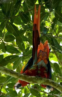 Ары (Scarlet Macaw, Ara macao) - самец и самочка милуются в кроне дерева.
