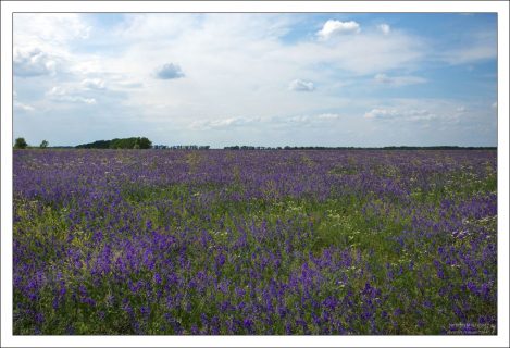 Огромный фиолетовый луг полевой Сокирки.