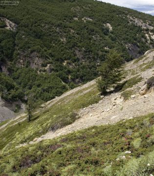 Солнечная сторона склона с редкими деревцами.