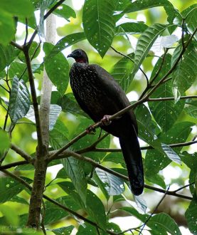 Спиксова пенелопа (Spix's guan) — птица семейства краксов, обитающая в Южной Америке. Спиксова пенелопа принадлежат к немногим представителям куриных, которые держатся преимущественно на деревьях и не живут на земле.