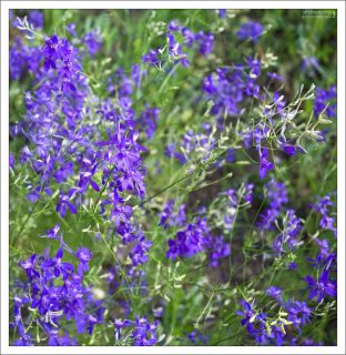 Сокирки полевые, они же Дельфиниум Королевский.