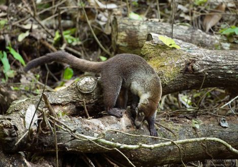 Самец носухи охотится за насекомыми.