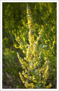 Чемерица Лобеля (Veratrum lobelianum) на придорожном лугу..