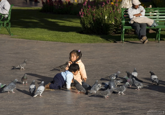 Карапузы возятся с голубями.