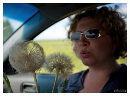 Катя и гигантские одуванчики :) По дороге из Волгограда в Москву.