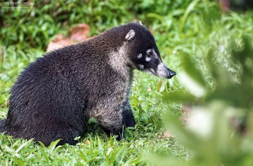 Носуха, или коати (Nasua nasua) - милые с виду существа.