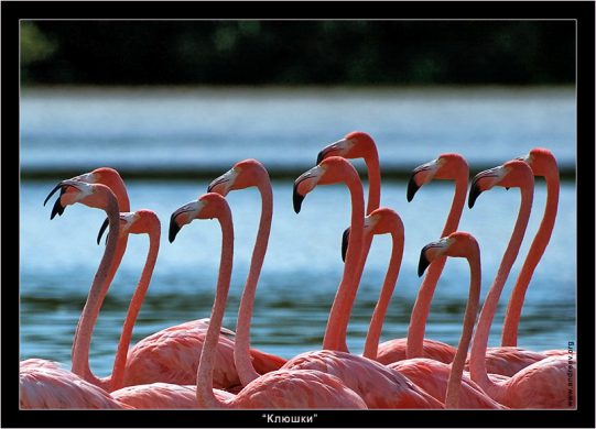 Фламинго (Phoenicopterus ruber), похожие на ряд резиновых клюшек.
