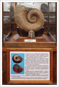 Наутилус - род головоногих моллюсков, имеющих наружную камерную раковину. НИИ им. А. П. Карпинского.