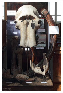 Останки взрослого, 60-летнего мамонта, найденные в Восточной Сибири на реке Алдан, на так называемой “Мамонтовой горе”. НИИ им. А. П. Карпинского.