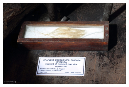 Шёрстка мамонта. НИИ им. А. П. Карпинского.