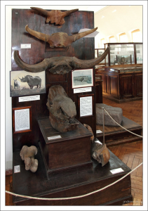 Рога, черепа, и рисунки их владельцев. НИИ им. А. П. Карпинского.