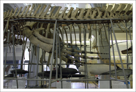 Экспозиция морских млекопитающих в Зоологическом музее.