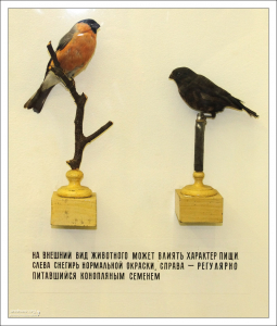 - Будешь курить всякую дрянь, станешь маленьким и копченым! Зоологический музей.