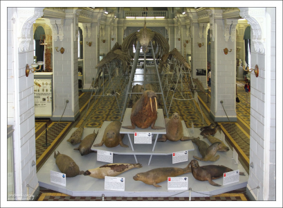 Первый зал Зоологического музея.