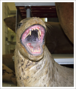 Чучело морского леопарда. Зоологический музей.