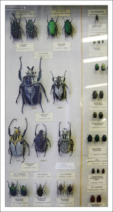 Африканские жуки-голиафы достигают в длину 10-15 см. Зоологический музей.