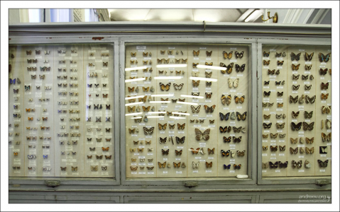 В экспозиции показано 1370 видов бабочек. Зоологический музей.