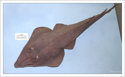 Халява, сэр! Зоологический музей.