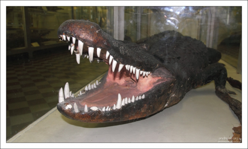 Чучело Американского аллигатора. Зоологический музей.